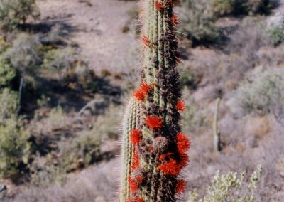 VERANO Cactus