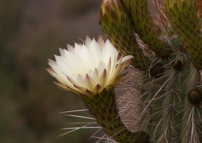 VERANO Cactus Flor Blanca Farellones 01